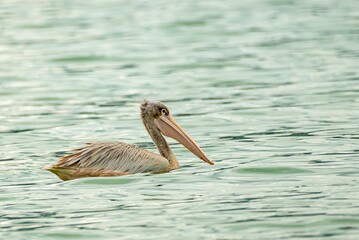 great gray pelican. Shot at lake Elementaita Nakuru Kenya
