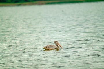 great gray pelican. Shot at lake Elementaita Nakuru Kenya