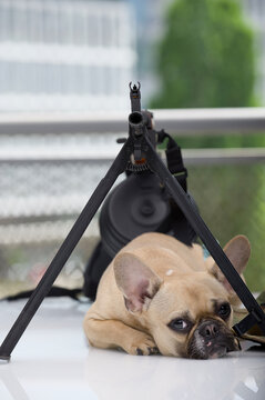 An adorable bulldog dog lies next to a machine gun and looks sadly at the camera.