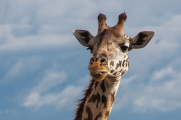 Giraffe in Maasai Mara National Reserve in Kenya - obrazy, fototapety, plakaty