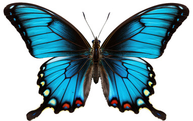 A vibrant blue butterfly adorned with striking red and yellow markings