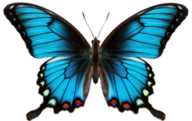 A vibrant blue butterfly adorned with striking red and yellow markings