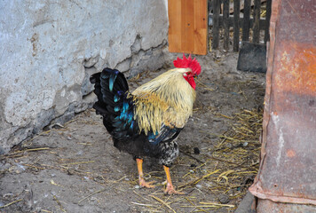 big rooster on a farm in the village