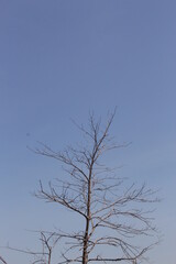 Tree without Leaves