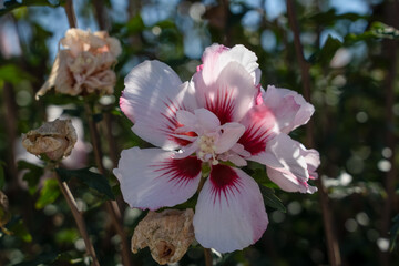 close-up of a beautiful Hibiscus syriacus Starburst Chiffon flower in full bloom.
