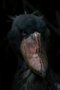 A picture of a bird looking at the camera with a sharp look and appearing angry with a black background.