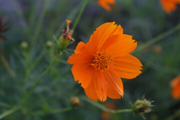 Sulfur Cosmos Flower 2