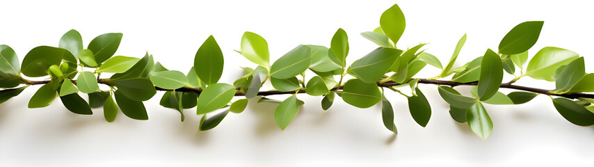 A branch of a plant with green leaves on white background - Ai Generated