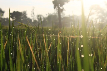Ricefield 4