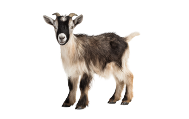 A small goat stands gracefully on a pristine white floor