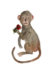 A watercolor cartoon monkey holds a red flower in its paw. - 773379802