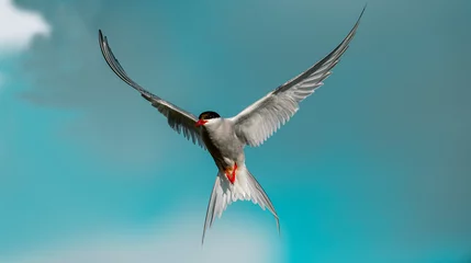 Crédence de cuisine en verre imprimé Atlantic Ocean Road The Arctic tern (Sterna paradisaea), a graceful migratory bird, has the longest route from the Arctic to Antarctica.