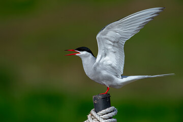 The Arctic tern (Sterna paradisaea), a graceful migratory bird, has the longest route from the...