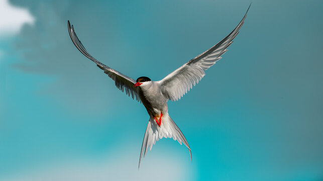 The Arctic tern (Sterna paradisaea), a graceful migratory bird, has the longest route from the Arctic to Antarctica.