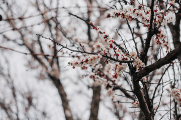 Spring has arrived and the trees are blooming