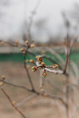 Spring has arrived and the trees are blooming