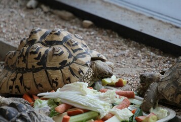 two turtles eating vegetables for breakfast at the zoo close-up