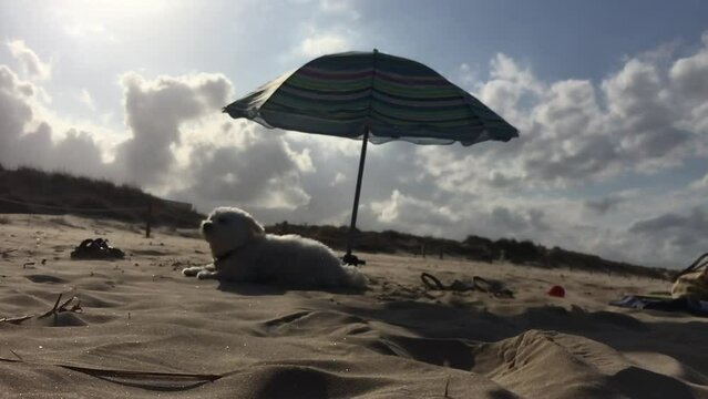 Perro Blanco (Bich&oacute;n Malt&eacute;s) tumbado en la arena de la playa bajo una sombrilla. Cielo tormentoso y viento.