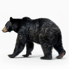 Fototapeta premium black bear hyper realistic photo walking side view looking up slightly