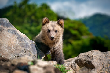 Brown bear cub walking across rocky hillside - 773383856