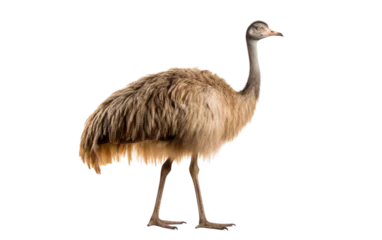 Foto op Plexiglas A majestic ostrich stands proudly in front of a pristine white background © FMSTUDIO