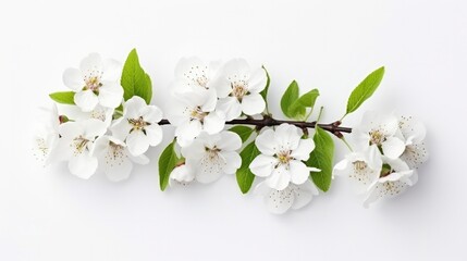 Obraz na płótnie Canvas white cherry flower branch on white background