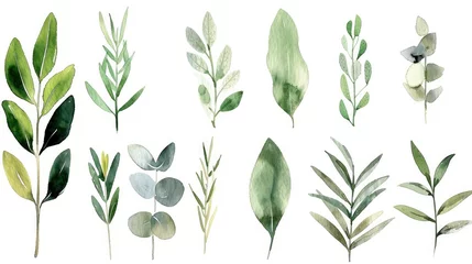 Fotobehang Collection of watercolor floral illustrations with green leaf branches © Image