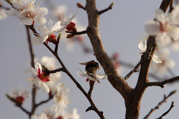 A close-up of cherry blossoms