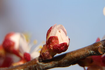 A close-up of a hand holding a piece of food