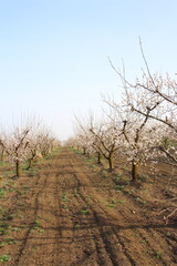 A dirt path with bare trees