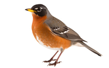 Close-up of a bird perched on a white background