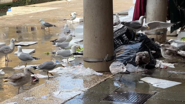 Gaviotas comiendo en la basura de un mercado. Gaviotas pele&aacute;ndose por comida