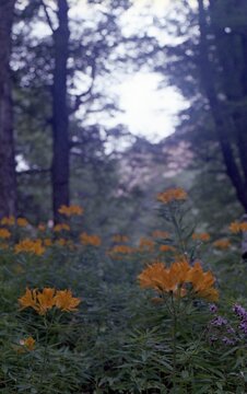 Amancay flowers in Patagonia / FILM PHOTOGRAPHY