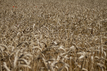 Wheat field
