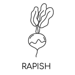 Rapish vegetable line icons illustration