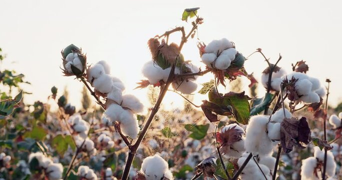 Close-up beautiful cotton bushes on a background of sunset, ready for harvesting. Blooming cotton field. Agriculture concept