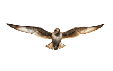 A majestic bird gracefully flies through the air with its wings spread wide