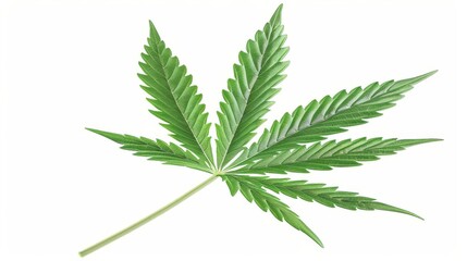 Cannabis leaf isolated on white background, green inflorescence of marijuana plant, ai generated - obrazy, fototapety, plakaty