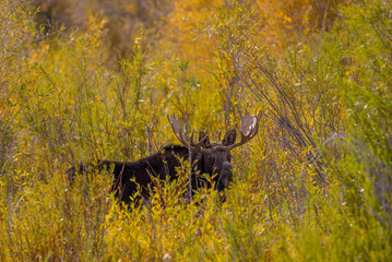Bull Shiras Moose During the Rut in Autumn in Wyoming