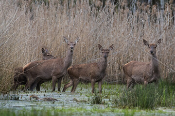 Beautiful deer Cervus elaphus in a beautiful pose in the natural environment, wetland deer stands...