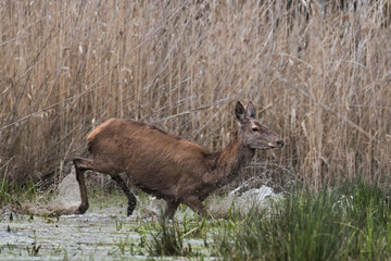 Beautiful deer Cervus elaphus in a beautiful pose in the natural environment, wetland deer stands...
