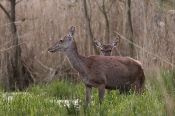Beautiful deer Cervus elaphus in a beautiful pose in the natural environment, wetland deer stands in the water in the reeds, nature reserve, overgrown pond and wildlife