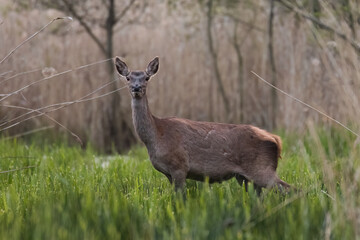 Beautiful deer Cervus elaphus in a beautiful pose in the natural environment, wetland deer stands...