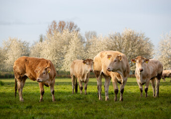 blonde d'aquitaine cows and calves in green grassy meadow near blossoming trees in spring