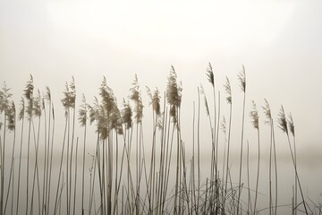 reeds in the morning fog - obrazy, fototapety, plakaty