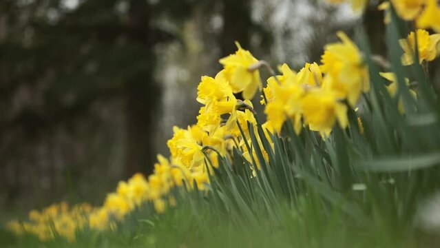 daffodils, daffodils in the park in the wind