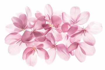 Fototapeta na wymiar Soft pink flower petals elegantly arranged and isolated on white background, delicate floral collection