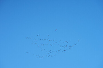 A flock of geese migrates north along the Gudbrandsdalen Valley in the spring.