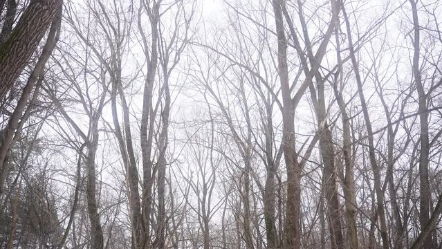Grey sky over leafless trees in a freezing forest landscape