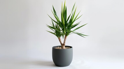 Elegant tropical yucca plant in a sleek modern pot, isolated on a pristine white background for a minimalist, sophisticated look